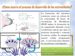 La formación del miembro
comienza como un esbozo de
la extremidad. El factor de
crecimiento de fibroblastos
(FGF) induce la formación de
un organizador llamado cresta
ectodérmica apical, que guía el
posterior desarrollo y controla
la muerte celular. La apoptosis
muerte celular programada
que es necesaria para eliminar
las membranas interdigitales.

La muerte celular programada elimina la
membrana interdigital entre los dedos y
las articulaciones.
 