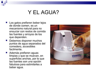Y EL AGUA?
   Los gatos prefieren beber lejos
    de donde comen, es un
    mecanismo natural para no
    ensuciar con restos de comida
    las fuentes y arroyos de los
    que dependen.
   Debemos disponer muchos
    puntos de agua separados del
    comedero, accesibles
    facilmente.
   Además prefieren aguas
    limpias y que se muevan, en
    superfcies anchas, por lo que
    las fuentes son una opción
    fabulosa para estimilarles a
    beber agua.
 
