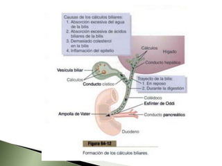 Alteraciones de la vía paracelular: Cuando cambian las propiedades físico-químicas de los ácidos biliares.Alteraciones Ducturales: aumento del espesor de la matriz intracelular y de la membrana basal del los dúctulos y ductos biliares. Y cuando predominan los procesos de reabsorción sobre los de secreción.
