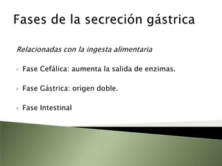 Células endocrinas y paracrinas en las glándulas gástricas y sus funcionesCélulas G antro:Secretan gastrinaCélulas D (fundus y antro)Secretan somatostainaCélulas enterocromafines:Secretan histamina.