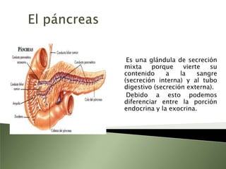 El páncreas    Es una glándula de secreción mixta porque vierte su contenido a la sangre (secreción interna) y al tubo digestivo (secreción externa).     Debido a esto podemos diferenciar entre la porción endocrina y la exocrina.