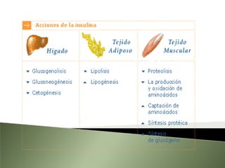 Fisiopatología del Páncreas EndocrinoLa función del páncreas es asegurar el almacenamiento y la utilización de nutrientes, así como mantener la glucemia dentro de estos estrechos límites.