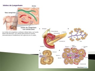 Durante el periodo alimentario Nutrientes absorbidosSe almacenan en forma de:GlucógenoTriglicéridosProteínasLiberan:GlucosaÁcidos grasos libresAminoácidos.
