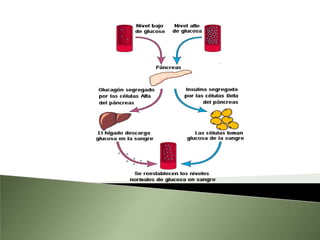 InsulinaLas células beta de los islotes producen esta hormona polipeptídica formada por 51 aminoácidos, la cual actúa para disminuir las concentraciones de glucosa en la sangre.Se sintetiza en las células β, en un (60-80%).El gen de la preproinsulina se encuentra en el cromosoma 11.   Secreción de la insulina:Se da en el sistema porta y alcanza en primer lugar el hígado, donde se extrae el 50%.La glucosa es el principal estimulo.