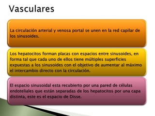 Síndrome tipo A: la resistencia se puede producir por mutaciones de los genes que codifican para cualquiera de las proteínas entre el propio receptor y los efectores finales regulados por la insulina. Se pueden clasificar en :