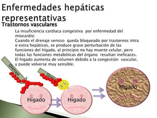 FisiologíaEl hígado esta diseñado y situado en el sistema vascular para regular los materiales nutritivos que le llegan de las vías intestinales. La vena porta es el conducto de absorción gastrointestinal hacia la red capilar del hígado.Vasculares