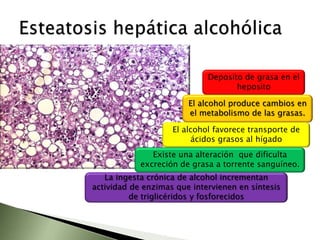 En cambio, en la fase de convalecencia predominan y se detectan anticuerpos anti-HAV de tipo IgG, que confieren protección frente a la re infección por este virus.Hepatitis B (HBV)Es causada por un virus de ADN que logra replicarse gracias a su ADN polimerasa con actividad adicional como transcriptasa inversa, y se transmite por vía parenteral. Se multiplica en el hígado pero puede estar presente fuera de él. Alto % de pacientes portadores sin manifestación clínica. Presente en mucosidades faríngeas. Altamente contagioso. Vía parenteralSe encuentra en la sangre de las personas que tienen la enfermedad. La infección del VHC también es transmitida mediante el contacto con la sangre de una persona infectada (en etapa de actividad o portación del virus) y también es causa de hepatitis crónica, cirrosis, cáncer de hígado, insuficiencia hepática y muerte. Es la de mas alta peligrosidad. Vía parenteral.Hepatitis C (HCV)