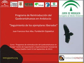 Programa de Reintroducción del
      Quebrantahuesos en Andalucía:

“Seguimiento de los ejemplares liberados”

   Juan Francisco Ruiz Alba. Fundación Gypaetus




Curso: “Programas de reintroducción del quebrantahuesos en
Europa” Centro de Capacitación y Experimentación Forestal de
     Cazorla (Vadillo-Castril 22 de Septiembre de 2011)
 