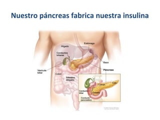 Nuestro páncreas fabrica nuestra insulina
 