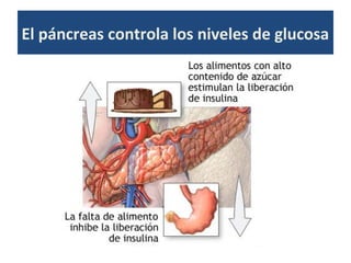 El páncreas controla los niveles de glucosa
 