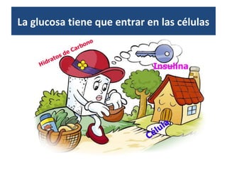 La glucosa tiene que entrar en las células
 