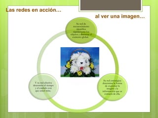 .
Su red de
reconocimiento
identifica
rápidamente los
objetos y discierne el
contexto global.
Su red estratégica
determina la forma
de examinar la
imagen y la
información que se
extraerá de ella.
Y su red afectiva
determina el tiempo
y el cuidado con
que usted mira.
Las redes en acción…
al ver una imagen…
 