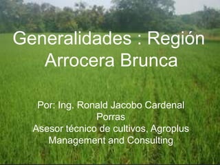 Generalidades : Región
   Arrocera Brunca

   Por: Ing. Ronald Jacobo Cardenal
                Porras
  Asesor técnico de cultivos, Agroplus
     Management and Consulting
 