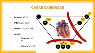 ● Septales: V1, V2
● Anteriores: V3, V4
● Inferior: DII, DIII, aVF
● Lateral:
1. Superior: aVL,
DI
2. Inferior: V5, V6
CARAS CARDÍACAS
 