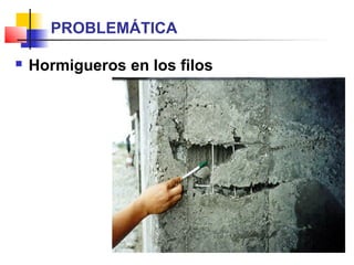  Hormigueros en los filos
PROBLEMÁTICA
 