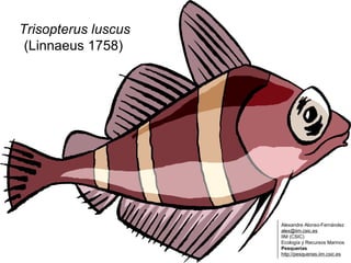 Trisopterus luscus  ( Linnaeus 1758)   Alexandre Alonso-Fernández  [email_address]   IIM (CSIC)  Ecología y Recursos Marinos Pesquerías http://pesquerias.iim.csic.es 