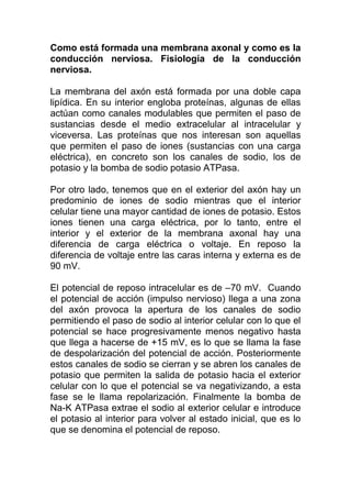 Como está formada una membrana axonal y como es la
conducción nerviosa. Fisiología de la conducción
nerviosa.
La membrana del axón está formada por una doble capa
lipídica. En su interior engloba proteínas, algunas de ellas
actúan como canales modulables que permiten el paso de
sustancias desde el medio extracelular al intracelular y
viceversa. Las proteínas que nos interesan son aquellas
que permiten el paso de iones (sustancias con una carga
eléctrica), en concreto son los canales de sodio, los de
potasio y la bomba de sodio potasio ATPasa.
Por otro lado, tenemos que en el exterior del axón hay un
predominio de iones de sodio mientras que el interior
celular tiene una mayor cantidad de iones de potasio. Estos
iones tienen una carga eléctrica, por lo tanto, entre el
interior y el exterior de la membrana axonal hay una
diferencia de carga eléctrica o voltaje. En reposo la
diferencia de voltaje entre las caras interna y externa es de
90 mV.
El potencial de reposo intracelular es de –70 mV. Cuando
el potencial de acción (impulso nervioso) llega a una zona
del axón provoca la apertura de los canales de sodio
permitiendo el paso de sodio al interior celular con lo que el
potencial se hace progresivamente menos negativo hasta
que llega a hacerse de +15 mV, es lo que se llama la fase
de despolarización del potencial de acción. Posteriormente
estos canales de sodio se cierran y se abren los canales de
potasio que permiten la salida de potasio hacia el exterior
celular con lo que el potencial se va negativizando, a esta
fase se le llama repolarización. Finalmente la bomba de
Na-K ATPasa extrae el sodio al exterior celular e introduce
el potasio al interior para volver al estado inicial, que es lo
que se denomina el potencial de reposo.
 