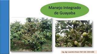 Manejo Integrado
de Guayaba
Ing. Agr. Leandro Chacin Telf. 310 -228 4180
 