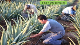 1 ha = 200 jornales
 