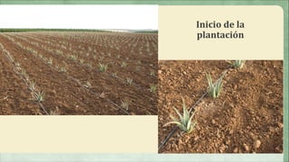 Inicio de la
plantación
 