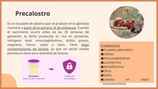 Precalostro CHARLA LACTANCIA MATERNA JOEL.pptxjdjdkddkdkdkkddk | PPTX