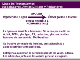Línea De Tratamientos
Modeladores, Anticeluliticos y Reductores

                       LIPOLISIS
Triglicéridos + Agua                  Ácidos grasos + Glicerol
                   LIPASA SENSIBLE A
                   HORMONAS (HSL)


La lipasa es sensible a hormonas. Se activa por medio de
A, NA, ACTH, glucágon, T3, prolactina, glucocorticoides,
hormona de crecimiento. Metilxantinas.

Se inactiva por medio de insulina, prostaglandinas y
ácido nicotínico (antilipolíticos).

Estrógenos aumentan la permeabilidad de los vasos. Edema.
Los adipositos junto con los ovarios generan estrógenos.
 