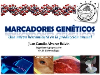 MARCADORES GENÉTICOS Una nueva herramienta en la producción animal Juan Camilo Álvarez Balvin Ingeniero Agropecuario cM.Sc Biotecnología 