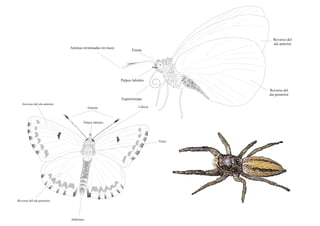Charla mariposas. Daniel Ortín