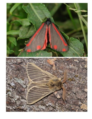 Charla mariposas. Daniel Ortín