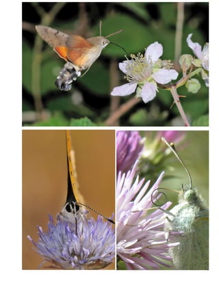 Charla mariposas. Daniel Ortín