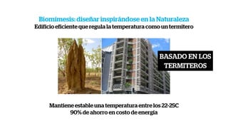 Mantiene estable una temperatura entre los 22-25C
90% de ahorro en costo de energía
Biomímesis: diseñar inspirándose en la Naturaleza
Edificio eficiente que regula la temperatura como un termitero
BASADO EN LOS
TERMITEROS
 
