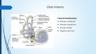 normofuncion-auditiva-anatomia-embriolofia-fisiologia-con-imagenes