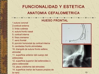 13
FUNCIONALIDAD Y ESTETICA
ANATOMIA CEFALOMETRICA
HUESO FRONTAL
1.sutura coronal
2.cortical externa
3. línea cutánea
4. sutura fronto nasal
5. cortical interna
6. fosa craneana
7. seno frontal
8. porción horizontal de cortical interna
9. cavidades fronto etmoidales
10. triangulo de sutura fronto esfeno
etmoidal
11. superficie anterior del cuerpo del
esfenoides
12. superficie superior del esfenoides o
plano esfenoidal
13. placa cribiforme del etmoides
14. superficie inerior de huesos propios de
la nariz
 