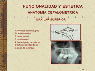 14
FUNCIONALIDAD Y ESTETICA
ANATOMIA CEFALOMETRICA
MAXILAR SUPERIOR
1.procesos palatinos, piso
de fosas nasales
2. canal incisal
3. cresta nasal
4. borde inferior de paladar
o techo de cavidad bucal
5. dorso de la lengua
 