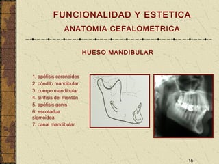 15
HUESO MANDIBULAR
FUNCIONALIDAD Y ESTETICA
ANATOMIA CEFALOMETRICA
1. apófisis coronoides
2. cóndilo mandibular
3. cuerpo mandibular
4. sínfisis del mentón
5. apófisis genis
6. escotadua
sigmoidea
7. canal mandibular
 