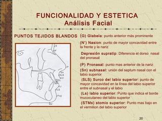 20
FUNCIONALIDAD Y ESTETICA
Análisis Facial
PUNTOS TEJIDOS BLANDOS (G) Glabela: punto anterior más prominente
(N’) Nasion: punto de mayor concavidad entre
la frente y la nariz
Depresión supratip: Diferencia el dorso nasal
del pronasal
(P) Pronasal: punto mas anterior de la nariz
(Sn) subnasal: unión del septum nasal con el
labio superior
(SLS) Surco del labio superior: punto de
mayor concavidad en la línea del labio superior
entre el subnasal y el labio
(Ls) labio superior: Punto que indica el borde
mucocutaneo del labio superior
(STMs) stomio superior: Punto mas bajo en
el vermilion del labio superior
 