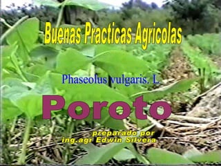 Buenas Practicas Agricolas Poroto Phaseolus vulgaris. L preparado por : ing.agr Edwin Silvera 