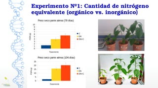 Experimento Nº1: Cantidad de nitrógeno 
equivalente (orgánico vs. inorgánico)
0
1
2
3
4
5
6
7
8
9
10
Peso seco parte aérea...