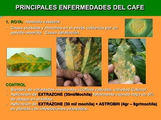 Charla Plagas y enfermedades en cafe ok.ppt