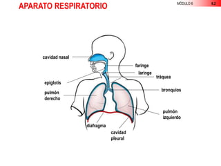 APARATO RESPIRATORIO MÓDULO 6 6.2
cavidad nasal
epiglotis
pulmón
derecho
diafragma
cavidad
pleural
faringe
laringe
tráquea
bronquios
pulmón
izquierdo
 