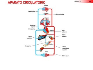 APARATO CIRCULATORIO MÓDULO 6 6.3
Vena tiroidea
cerebro
tiroides
Arteria tiroidea
pulmones
Vena cava
superior
Arteria aorta
corazón Vena
pulmonar
hígado
bazo
Arteria
hepática
intestino
Venas
hepáticas
Vena porta
riñón
Arteria
mesentérica
superior
Arteria renal
 