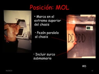 Posición: MOL
• Marca en el
extremo superior
del chasis
• Pezón paralelo
al chasis
• Incluir surco
submamario
05/26/13 16
MD
 