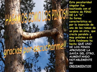 Esta peculiaridad
singular fue
bautizada con el
nombre de PINO
DE LA “H”.
Su forma
característica es
por la inserción de
una de las ramas de
un pino en otro, que
crecía paralelo y
muy próximo a él!
Este fenómeno ha
hecho QUE UNO
DE LOS PINOS
APROVECHE LA
SAVIA DEL OTRO,
AUMENTANDO
NOTABLEMENTE
SU
CRECIMIENTO!!!
 