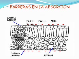 Fe Experiencias del Manejo Nutricional de Cultivos con Bioestimulantes y ...