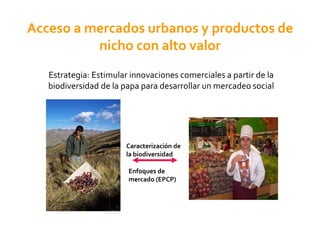 La Papa: El sector papa en la region andina: situacion actual y desafios Slide 30