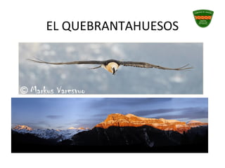 EL QUEBRANTAHUESOS
 