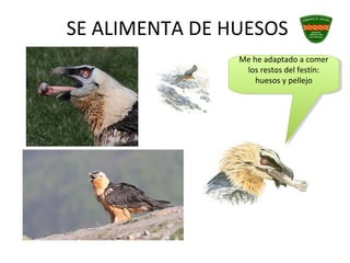 SE ALIMENTA DE HUESOS
Me he adaptado a comer
los restos del festín:
huesos y pellejo
Me he adaptado a comer
los restos del festín:
huesos y pellejo
 