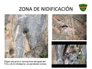 ZONA DE NIDIFICACIÓN
Eligen una gruta o cornisa bien abrigada del
frío y de la intemperie, en paredones calizos.
 