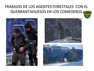 TRABAJOS DE LOS AGENTES FORESTALES CON EL
QUEBRANTAHUESOS EN LOS COMEDEROS
 
