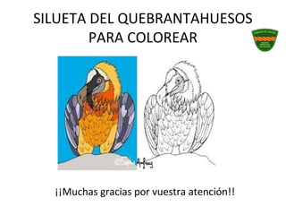 SILUETA DEL QUEBRANTAHUESOS
PARA COLOREAR
¡¡Muchas gracias por vuestra atención!!
 